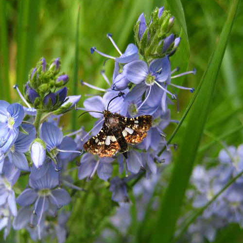 Pflanzen und Tierwelt im Naturpark