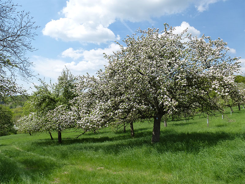 fuerstenweg