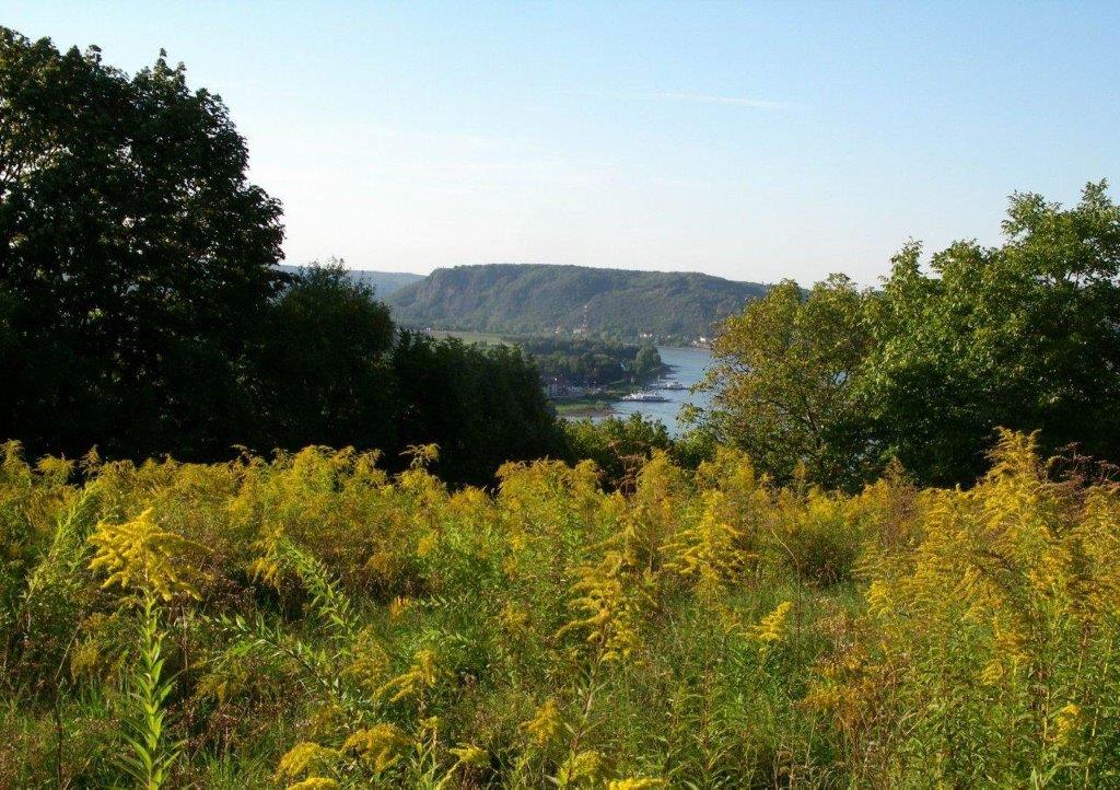 Rhein mit Erpeler Ley und Goldruten Andrea Bauer